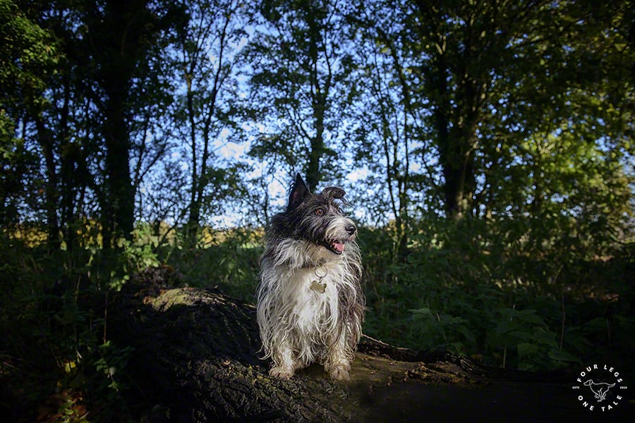 Sheltie Terrier Dog Photography