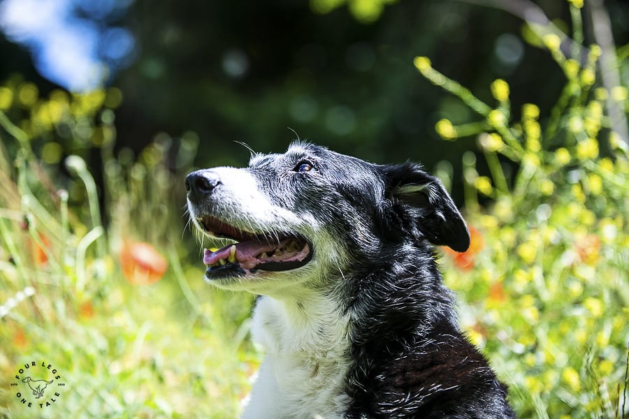 Professional Border Collie Photography
