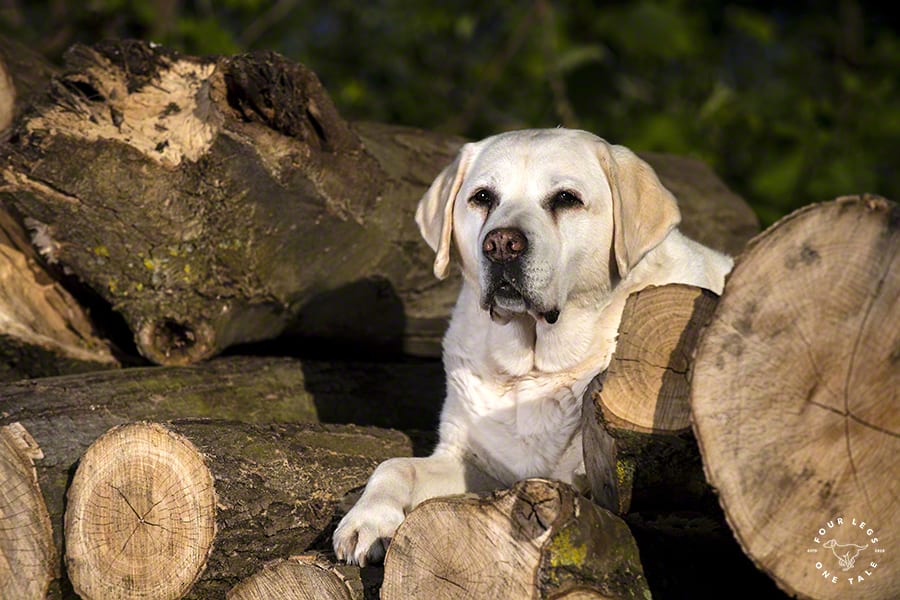 Labrador Dog Photography
