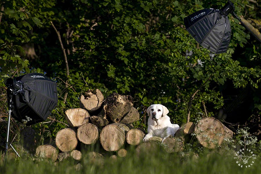 Labrador Retriever Dog Photography