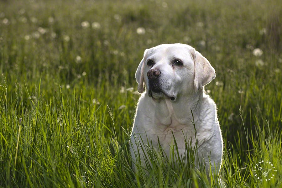 Labrador Dog Photographers