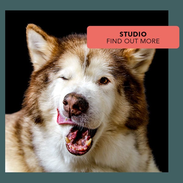 Studio Dog Photography Dog Portraits