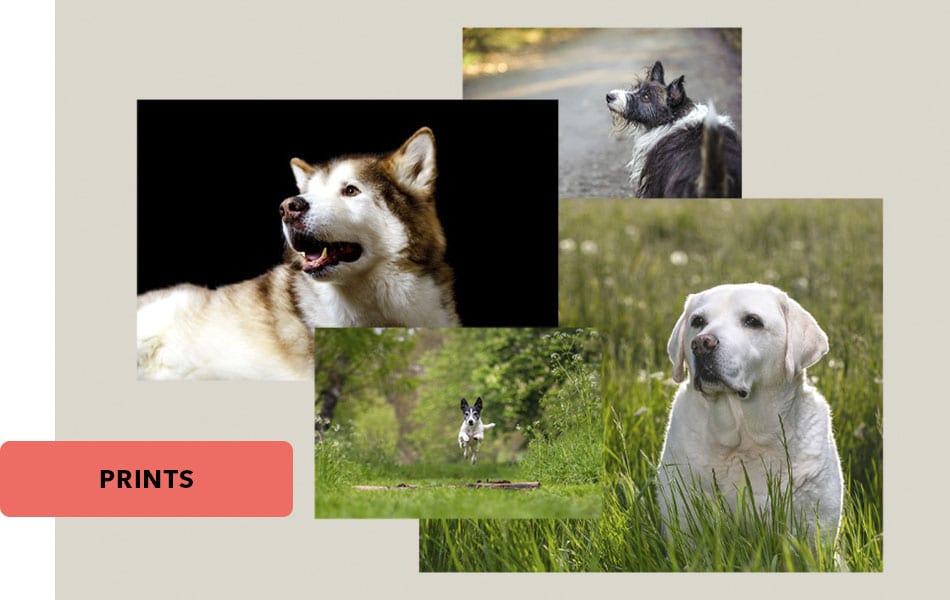 Dog Portraits Photo Prints