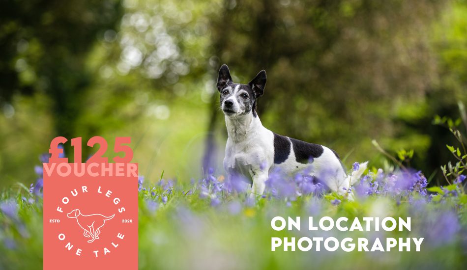 On Location Dog Photography Gift Voucher