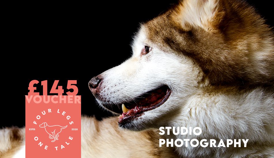 Studio Dog Photography Gift Voucher