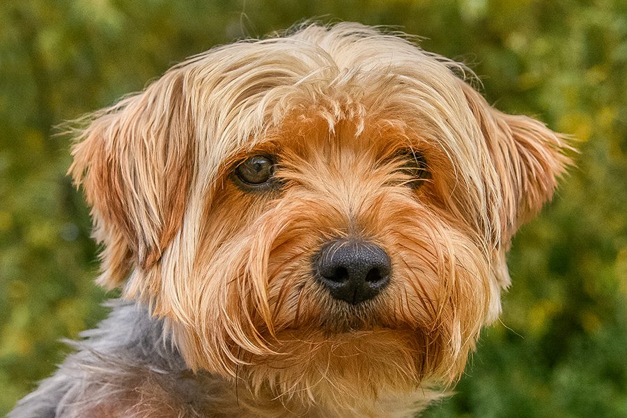 Custom Pet Portraits